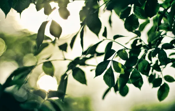 Leaves, background, branch