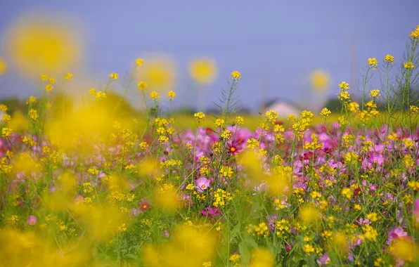 Picture field, the sky, grass, flowers, meadow