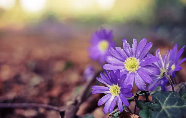 Flowers, nature, background