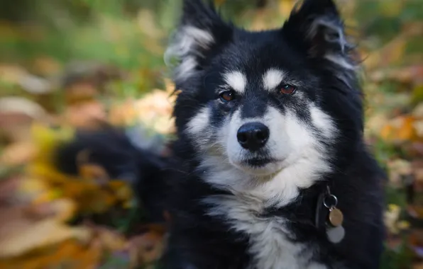 Picture look, face, portrait, dog, bokeh, Finnish lapphund