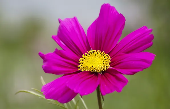 Flower, macro, pink, petals, blur, kosmeya