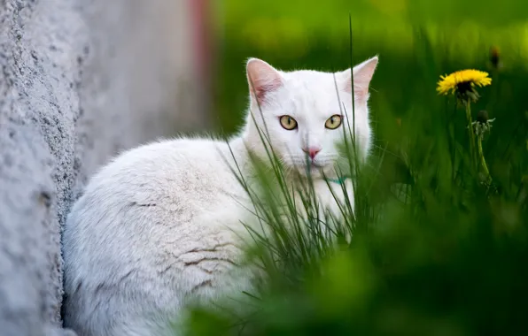 Cat, white, grass, cat, background, dandelion, white