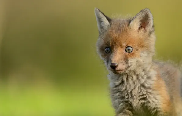 Picture look, baby, muzzle, Fox, cub, Fox