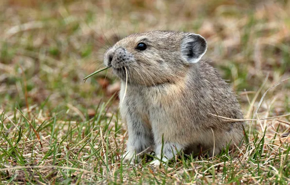 Picture grass, look, grey, background, glade, muzzle, sitting, bokeh