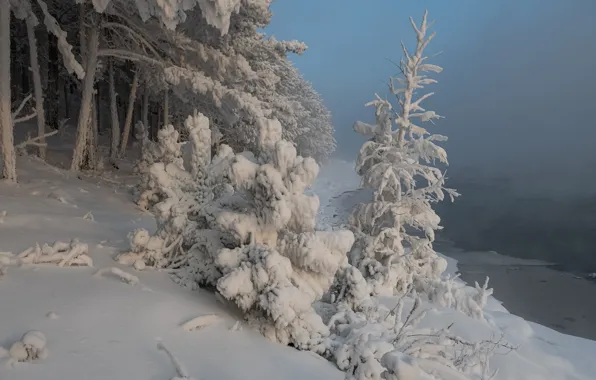 Picture winter, snow, trees, landscape, nature, river, frost, Enisey