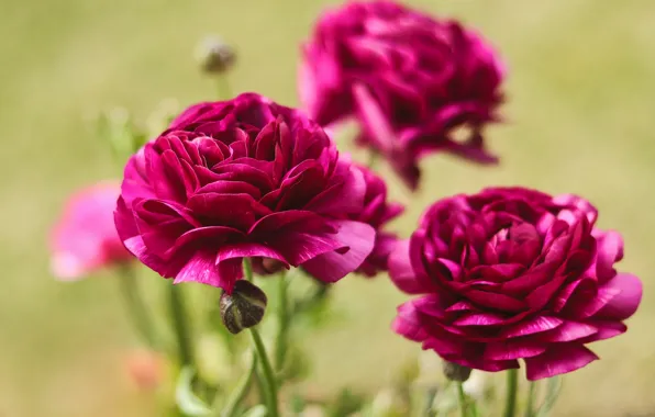 Picture macro, Burgundy, bokeh, Ranunculus