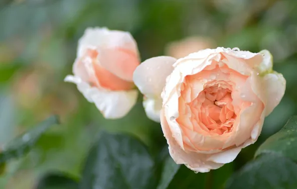 Drops, macro, roses, buds