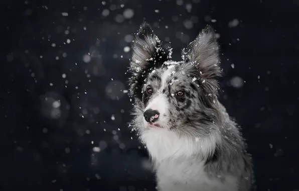 Picture winter, snow, the dark background, dog, snowfall, bokeh, the border collie