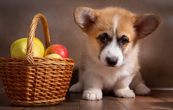 Apples, dog, puppy, Corgi
