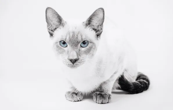 Cat, look, background, portrait, blue eyes, monochrome, The Thai cat
