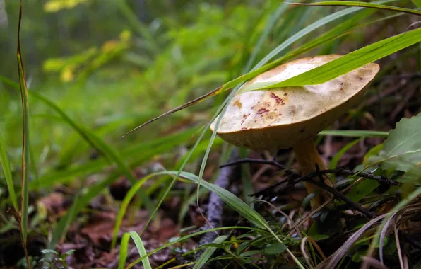 Grass, leaves, branches, White mushroom