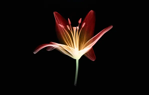 Picture flower, light, background, petals, stem