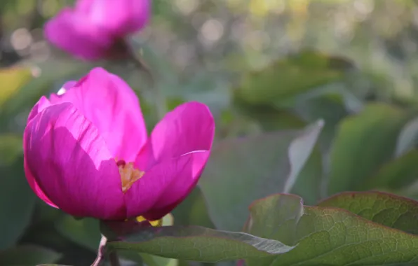 Picture flowers, pink, spring, bokeh, peony