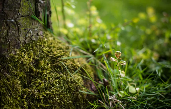 Picture grass, tree, Rostock, moss, blur, bark