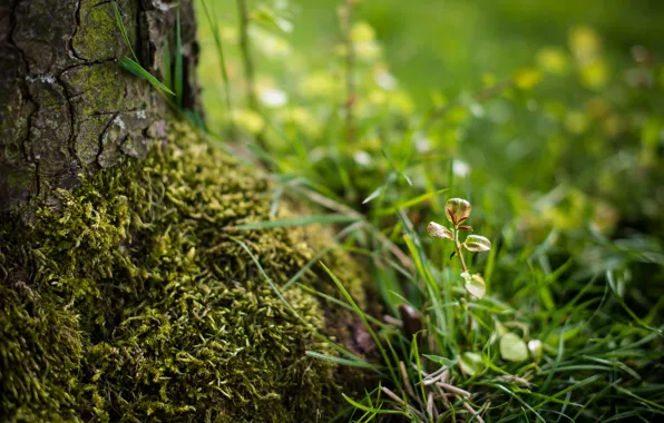 Grass, tree, Rostock, moss, blur, bark