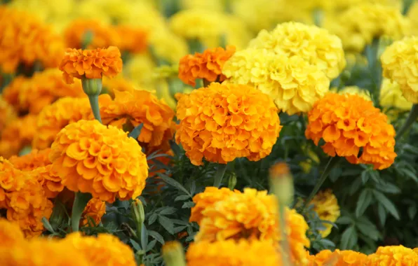 Picture summer, flowers, orange, flowerbed, orange mood, fistashkos