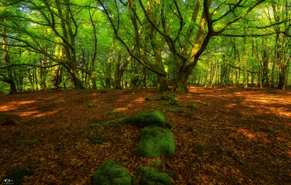 Picture green, grass, trees, rocks, leafs, moss, Forest