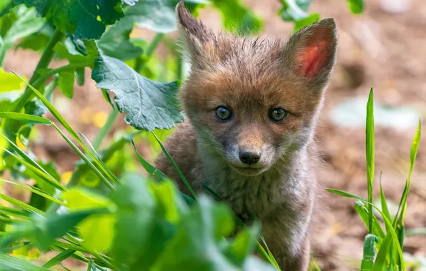 Leaves, portrait, baby, Fox, face, Fox, Fox