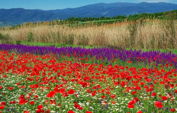 Summer, grass, flowers, mountains, thickets, hills, Maki, chamomile