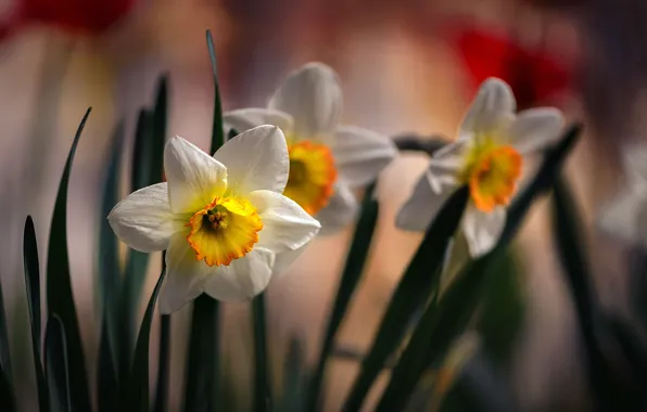 Flowers, spring, daffodils, flora, Nelia Rachkov