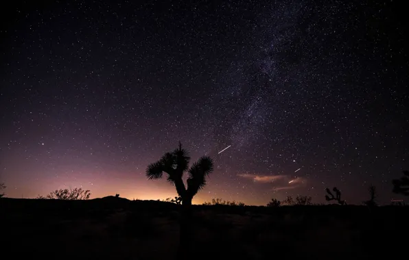 The sky, stars, night, desert, Joshua tree