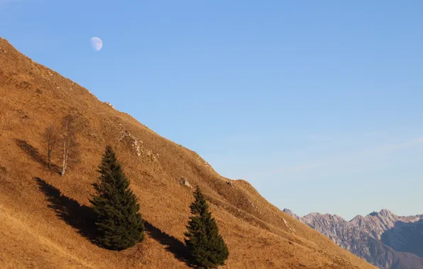 Picture forest, landscape, mountains, nature, the moon, tree, ate, top