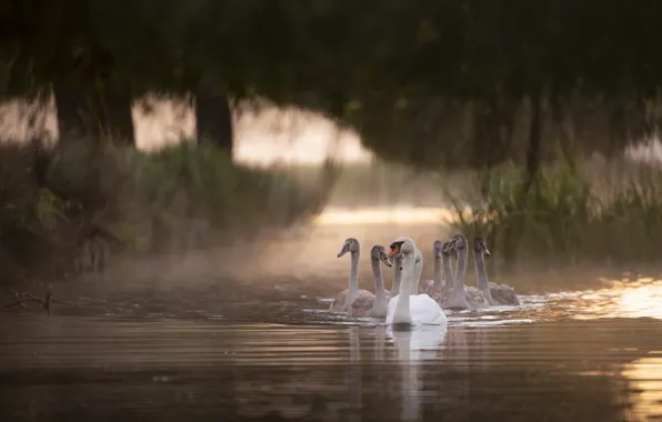 Birds, branches, lake, pond, shore, swans, Chicks, pond