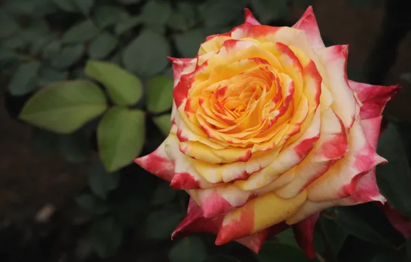 Rose, petals, motley