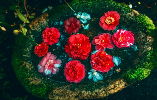 Water, flowers, nature, the dark background, background, dark, bowl, garden