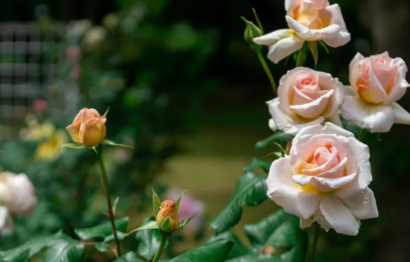 Flowers, roses, cream