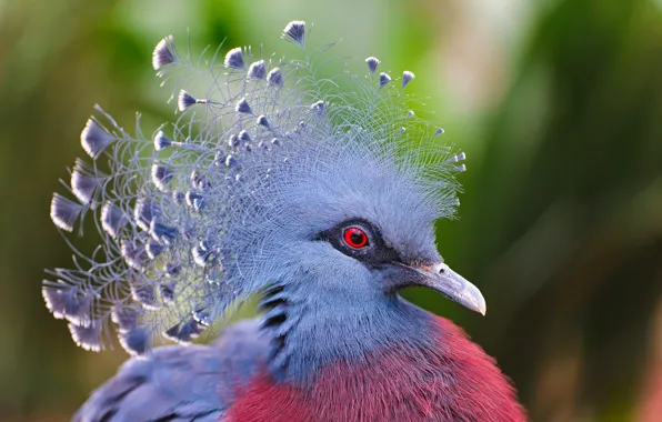Bird, feathers, crowned pigeon, Victoria Crowned Pigeon