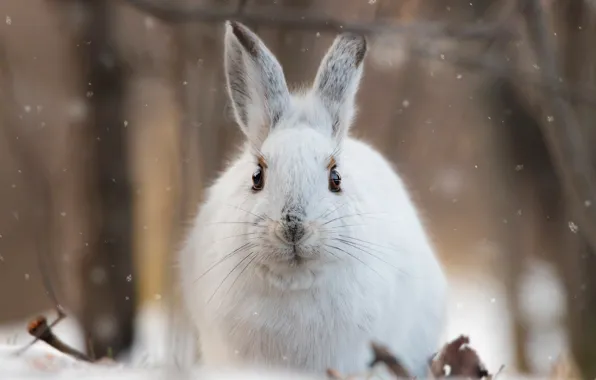 Winter, look, face, snow, trees, background, hare, portrait