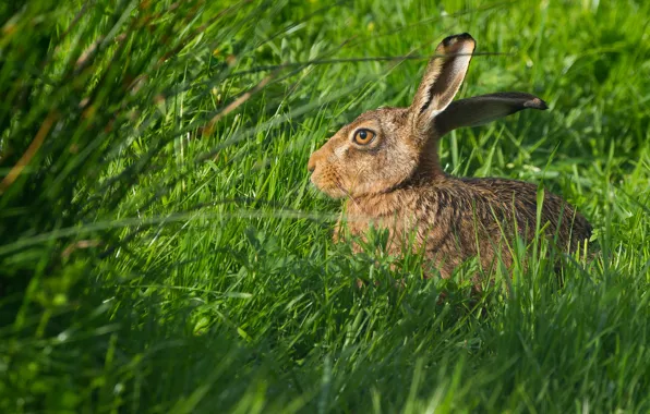 Picture greens, summer, grass, eyes, look, light, nature, grey