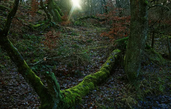 Frost, forest, leaves, the sun, rays, trees, moss, fallen