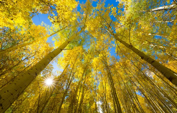 Autumn, the sky, leaves, trees, nature, the sun