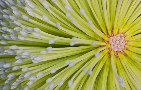Picture flower, Australia, QLD, Fraser island, banksia, Hoi