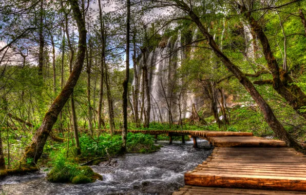 Greens, forest, trees, rock, stream, waterfall, HDR, the bushes