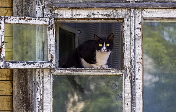 Cat, cat, look, glass, pose, black and white, frame, window
