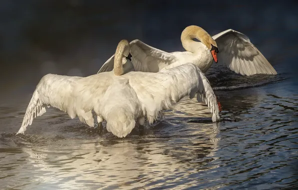 Light, birds, fog, wings, pair, white, swans, two