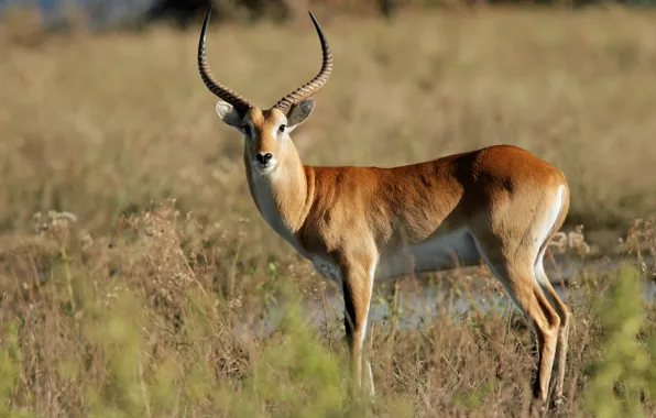 Look, male, South Africa, sunlight, Botswana, Lychee (Kobus leche), Chobe national Park