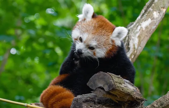 Face, pose, tree, paw, red Panda, sitting, green background, bokeh