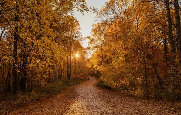 Picture road, autumn, leaves, the sun, trees, sunset, nature, foliage