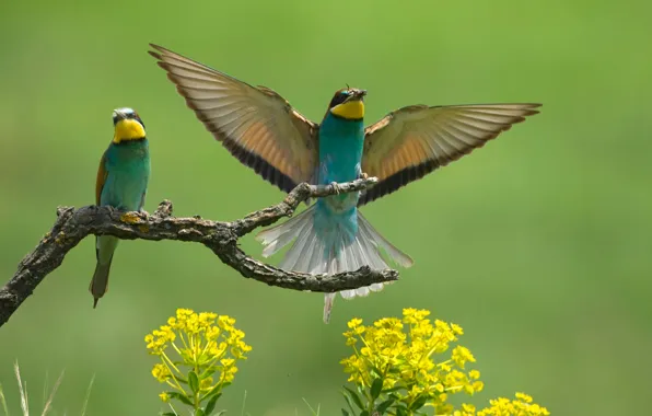 Picture flowers, birds, wings, branch, bee-eaters, the bee-eaters