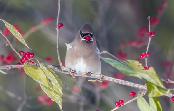 Picture branches, berries, bird, the Waxwing, meal