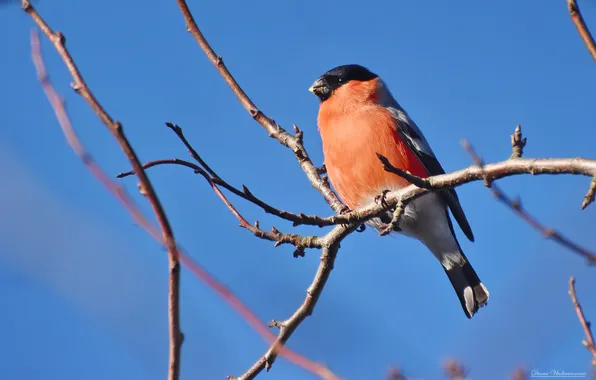 Birds, bullfinch, photohunt