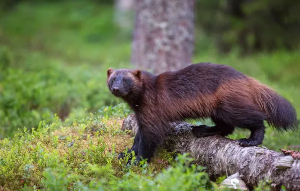 Forest, grass, nature, Wolverine, log