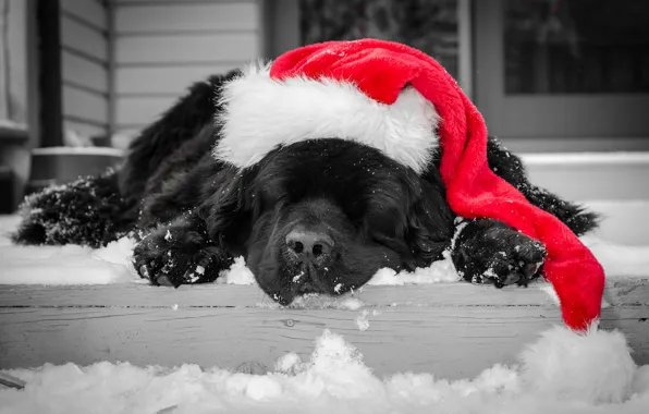 Winter, snow, black, hat, dog, sleeping, steps, color