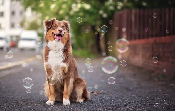 Look, bubbles, each, dog