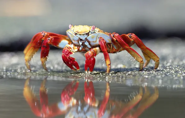 Water, reflection, crab