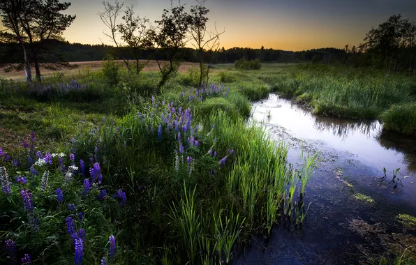 Forest, summer, grass, flowers, lake, pond, shore, swamp